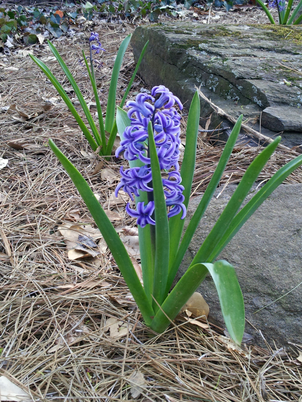 Spring Flowers in Atlanta GA